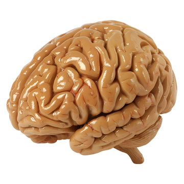 Human Organ Model Realistic Human Brain - PNG Cutout Isolated on a Transparent Background