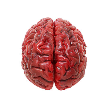 Human Organ Model Realistic Human Brain - PNG Cutout Isolated on a Transparent Background