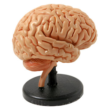 Human Organ Model (Realistic Human Brain) - PNG Cutout Isolated on a Transparent Backdrop