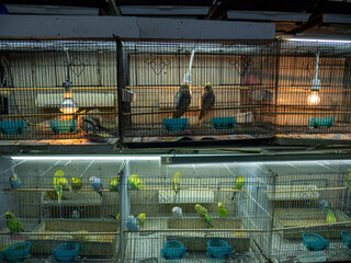 canaries and bird breeds for sale in cages at the pet shop,