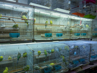 Various colored canaries and bird breeds for sale in cages at the pet shop,