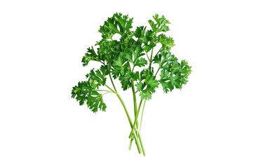 Savory Delights with Fresh Parsley
