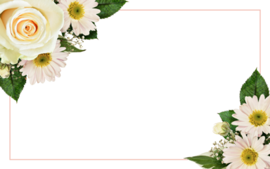 White rose and asters flowers in a floral corner arrangement with pink frame isolated on white or transparent background