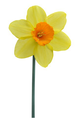 Daffodil or narcissus on transparent background png file