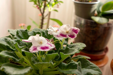Decorative live blooming violet flower in pot at home,