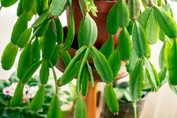 decorative poinsettia that has not yet bloomed,