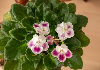 Fototapeta premium blooming violet flower in flower pot,