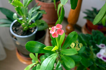 Decorative appearance of crown of thorns flower at home,