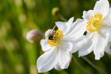 Fototapeta premium Herbst-Anemone, Anemone hupehensis L., Insektenbesuch