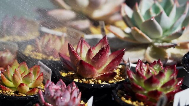 多肉植物の水やり1A_水やり開始〜水やり続け