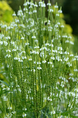 Lanzen-Eisenkraut, Verbena hastata, White Spires