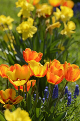 Obraz premium Tulpen, Tulipa spp., Narzissen, Narcissus