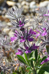 Lavendelblütiger Ziest,  Stachys lavendulifolia