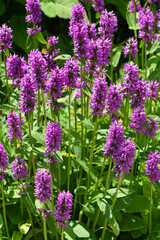 Naklejka premium Dichtblütiger Ziest, Stachys monnieri 'Hummelo