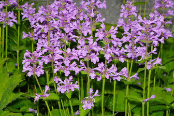 Großblütiger Ziest,  Stachys grandiflora,  Superba