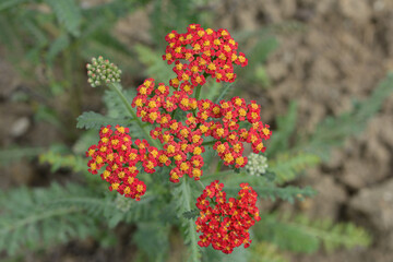 Gewöhnliche Schafgarbe,  Achillea millefolium,  Walter Funcke