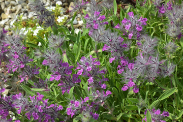 Lavendelblütiger Ziest,  Stachys lavendulifolia