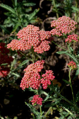 Gewöhnliche Schafgarbe,  Achillea millefolium,  Belle Epoque