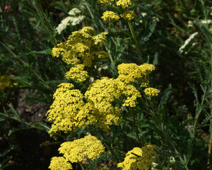 Gewöhnliche Schafgarbe,  Achillea millefolium,  Credo © Peter Oetelshofen