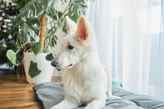 A purebred white shepherd puppy lies on its bed at home.