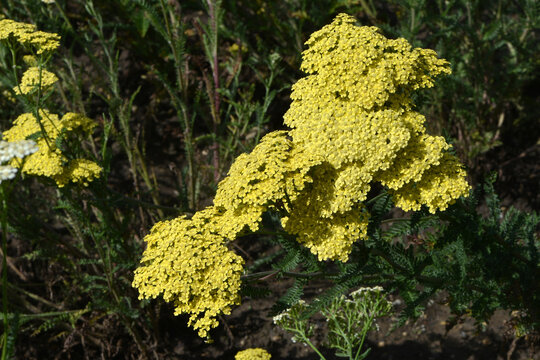 Gew&ouml;hnliche Schafgarbe,  Achillea millefolium,  Credo