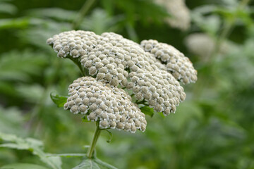 Großblättrige Schafgarbe,  Achillea macrophylla