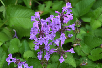 Obraz premium Zottiger Ziest, Stachys monnieri