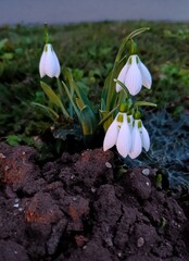 
lilies of the valley in the garden