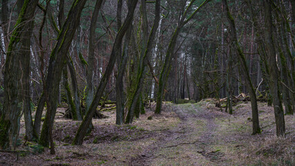 haunted forest - Gespensterwald