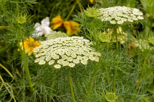 Zahnstocher-Ammei,  Ammi visnaga
