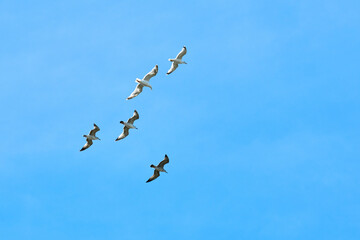 Majestic large Baltic gulls flying in bright blue summer sky, great black backed seabirds reflecting unity and harmony with synchronized movement symbolizes collective strength