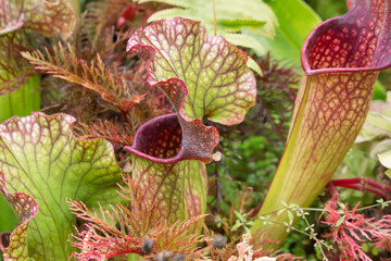 Sarracenia, beautiful carnivorous red and green pitcher plants.