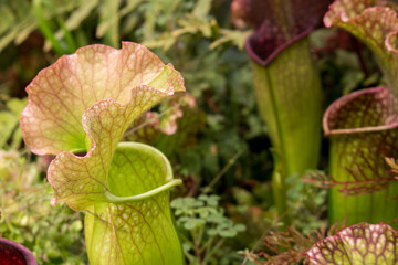 Sarracenia, beautiful carnivorous red and green pitcher plants.