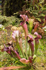 Sarracenia, beautiful carnivorous red and green pitcher plants.