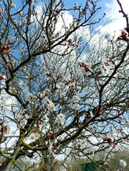 spring garden in bloom, flowering tree