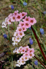 Bergenie,  Bergenia,  Schneekönigin