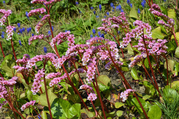 Bergenie,  Bergenia,  Schneekönigin