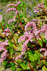 Obraz premium Bergenie, Bergenia, Schneekönigin