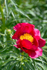 Pfingstrose,  Paeonia x smouthii – Geschlitztblättrige