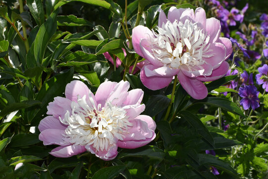 Pfingstrose, Paeonia-Lactiflora-Hybride, Angelika Kauffmann