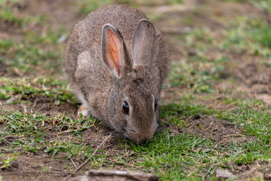 image of a field rabbit playing in the grass