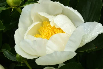 Fototapete Pfingstrosen Chinesische Edel-Pfingstrose, Paeonia, Jan van Leeuwen, Lactifloragruppe  © Peter Oetelshofen