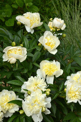 Stauden- Pfingstrose, Paeonia, Honey Gold, Lactiflora-Gruppe