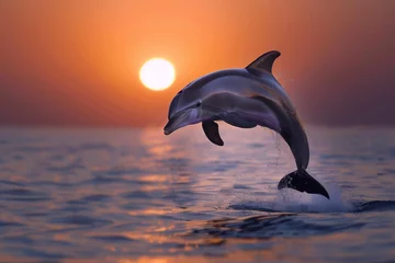 Rolgordijnen dolphin caught midjump in front of a setting sun on the horizon © stickerside
