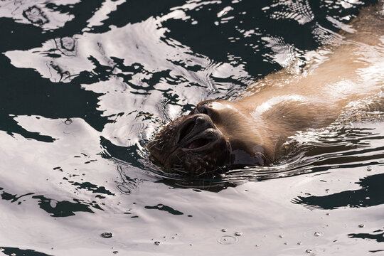 images of photographs of seals swimming in the water