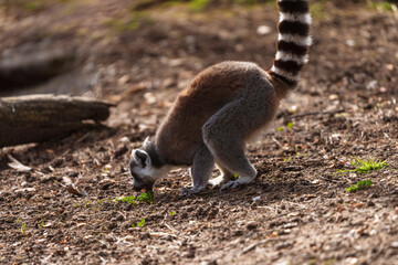 fotografias de un lemur contento jugando libremente 