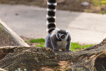 fotografias de un lemur contento jugando libremente 