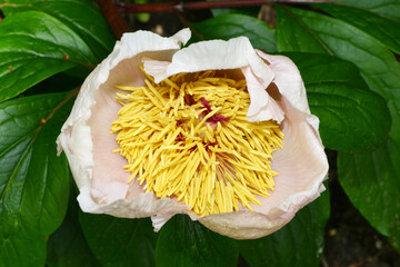 Pfingstrose, Paeonia, Honey Gold, Lactiflora-Gruppe