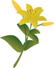 yellow lily isolated on white background