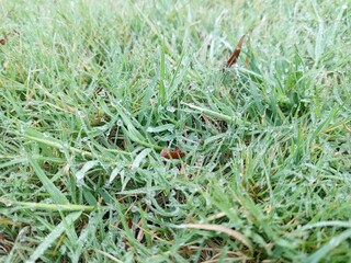 ladybird on the grass